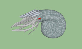 NAUTILIS 2.0