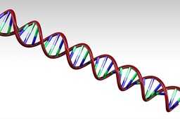 ����DNA