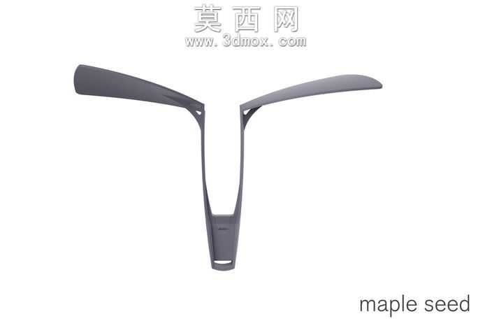 枫树种子