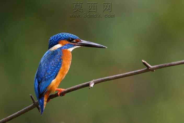 灵感来自大自然