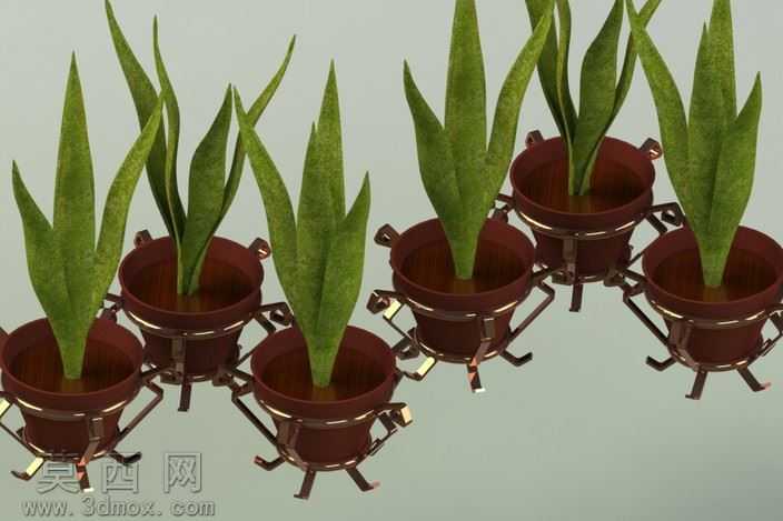 植物和花瓶