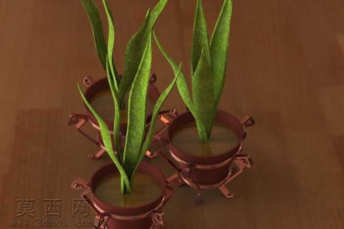 植物和花瓶