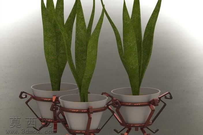 植物和花瓶