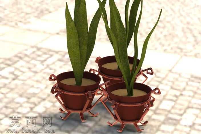 植物和花瓶