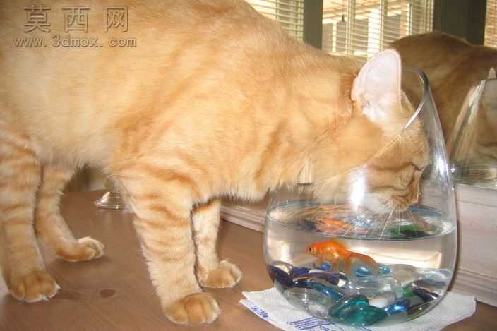 诺鲁孜鱼碗