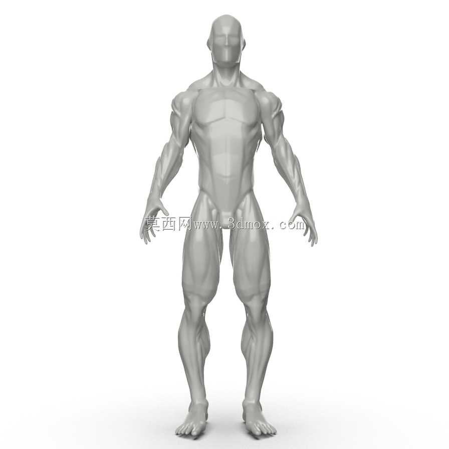 人体肌肉模型转换