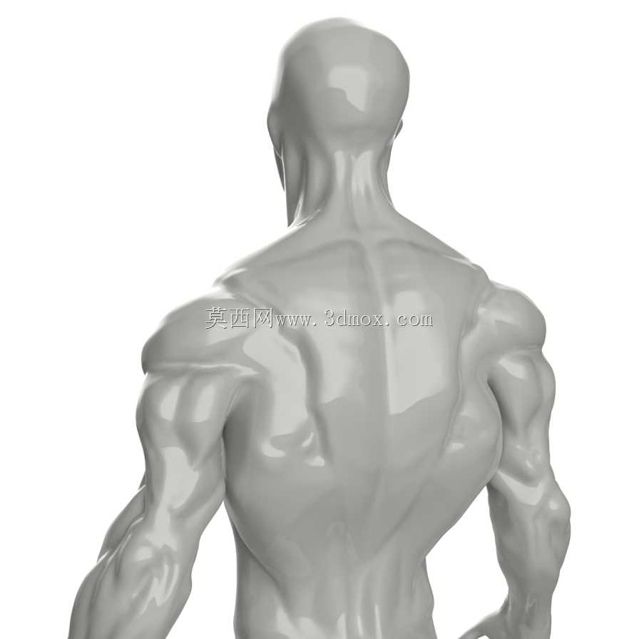 人体肌肉模型转换