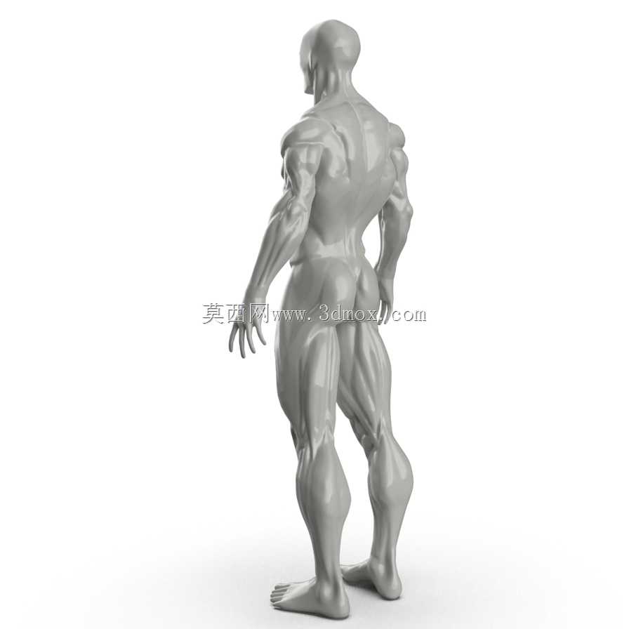 人体肌肉模型转换