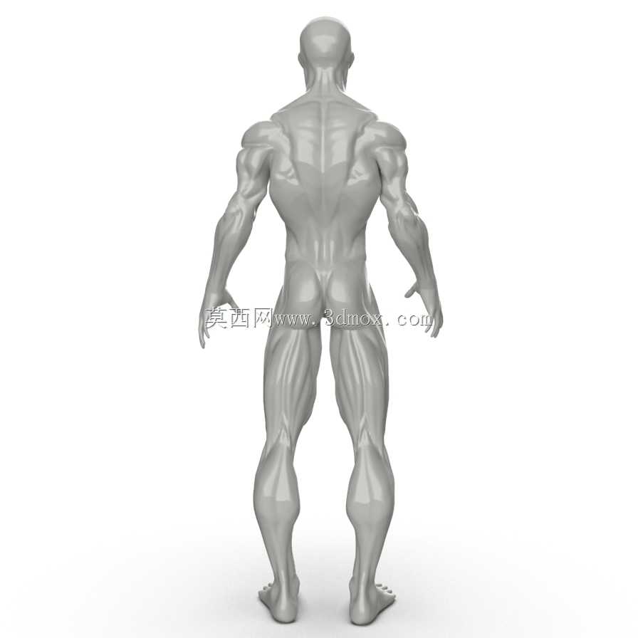 人体肌肉模型转换