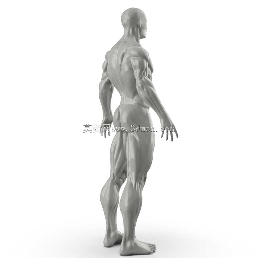 人体肌肉模型转换