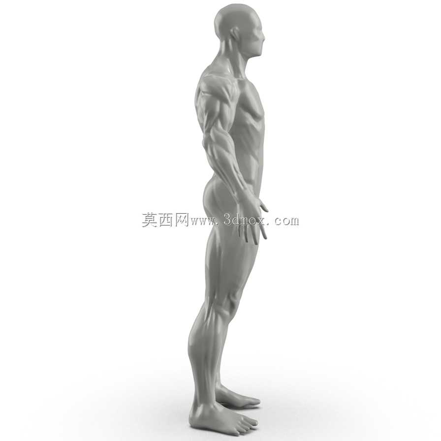 人体肌肉模型转换
