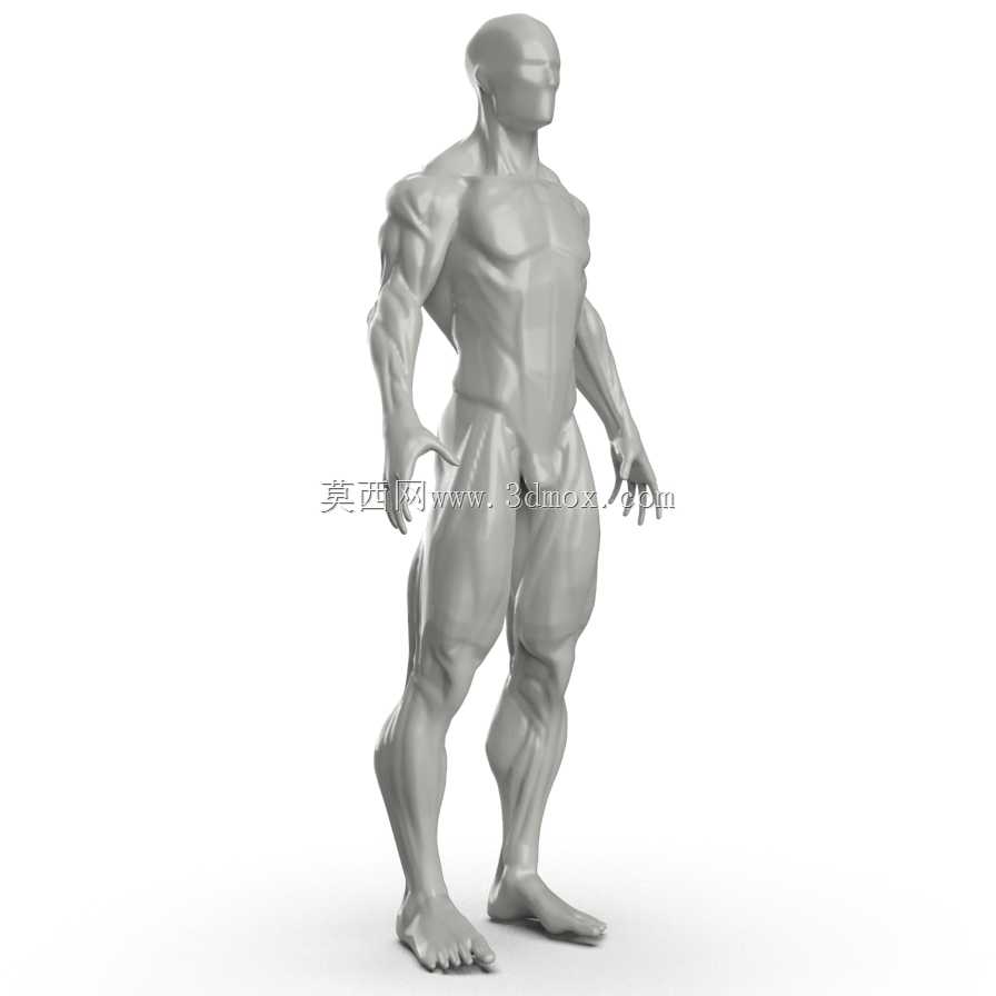人体肌肉模型转换