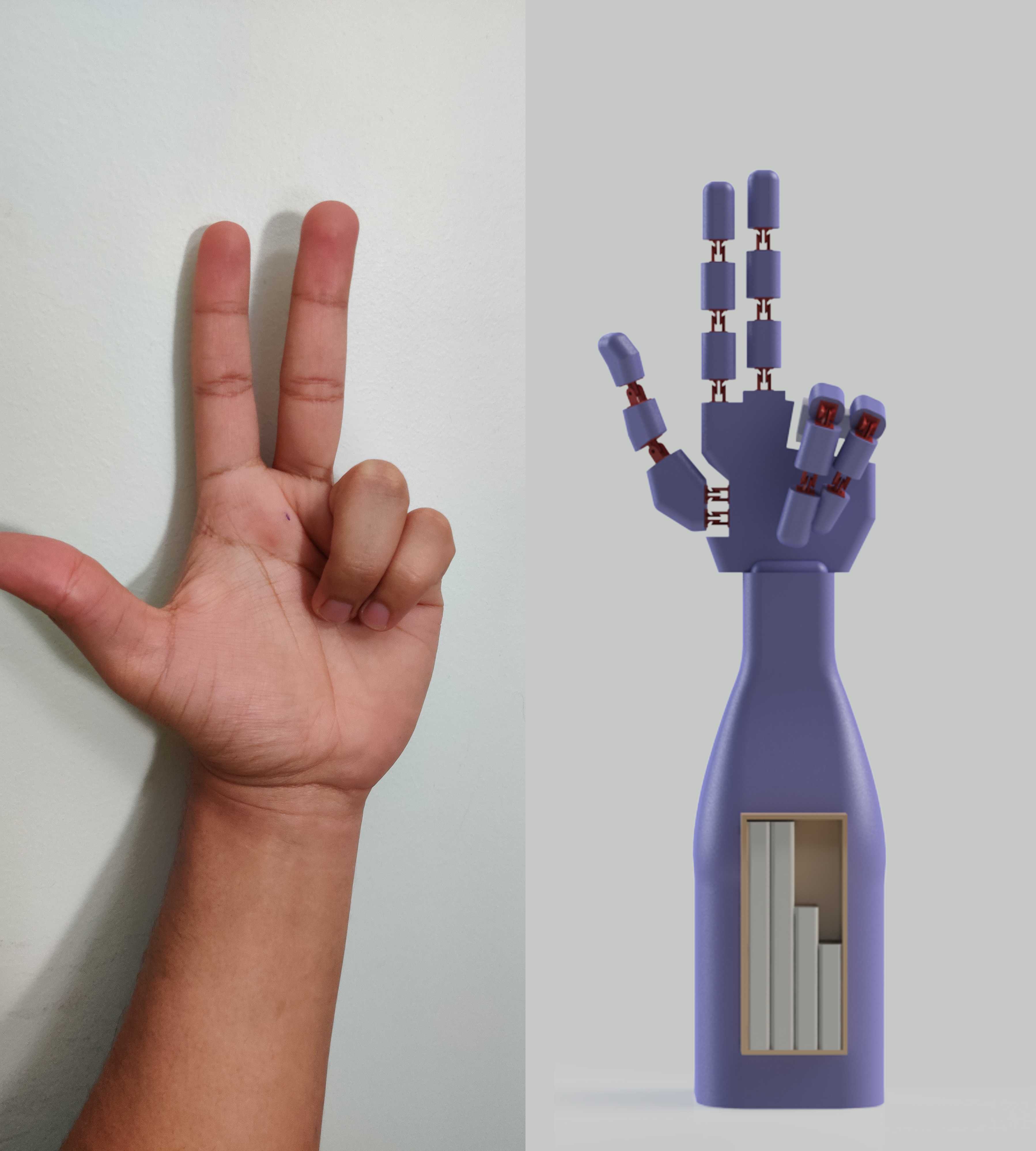 人体模型手:三维模型