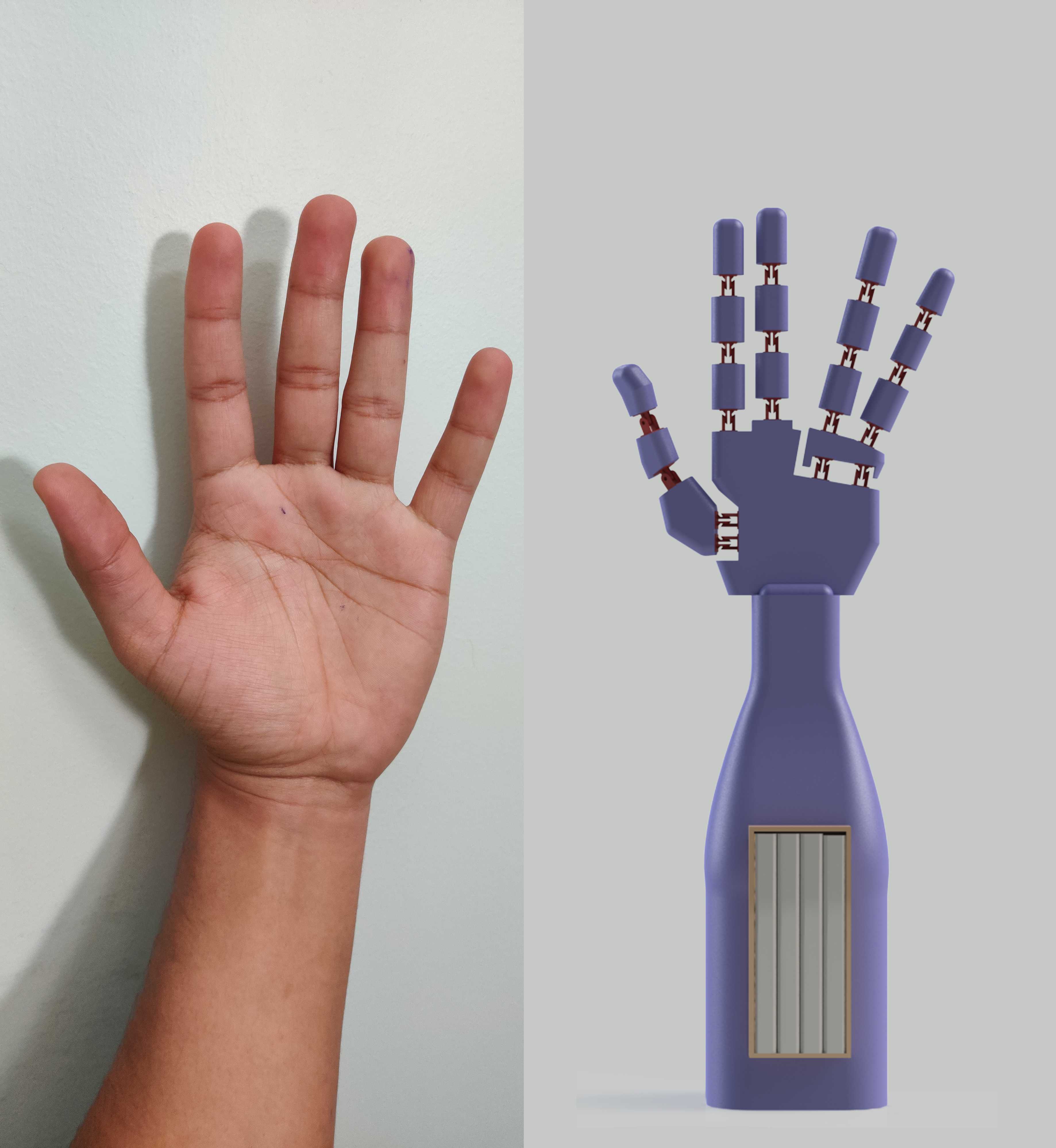 人体模型手:三维模型