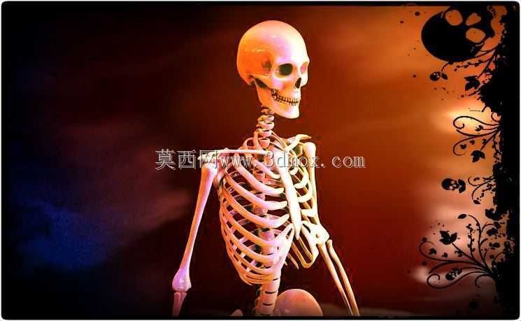 人体骨骼