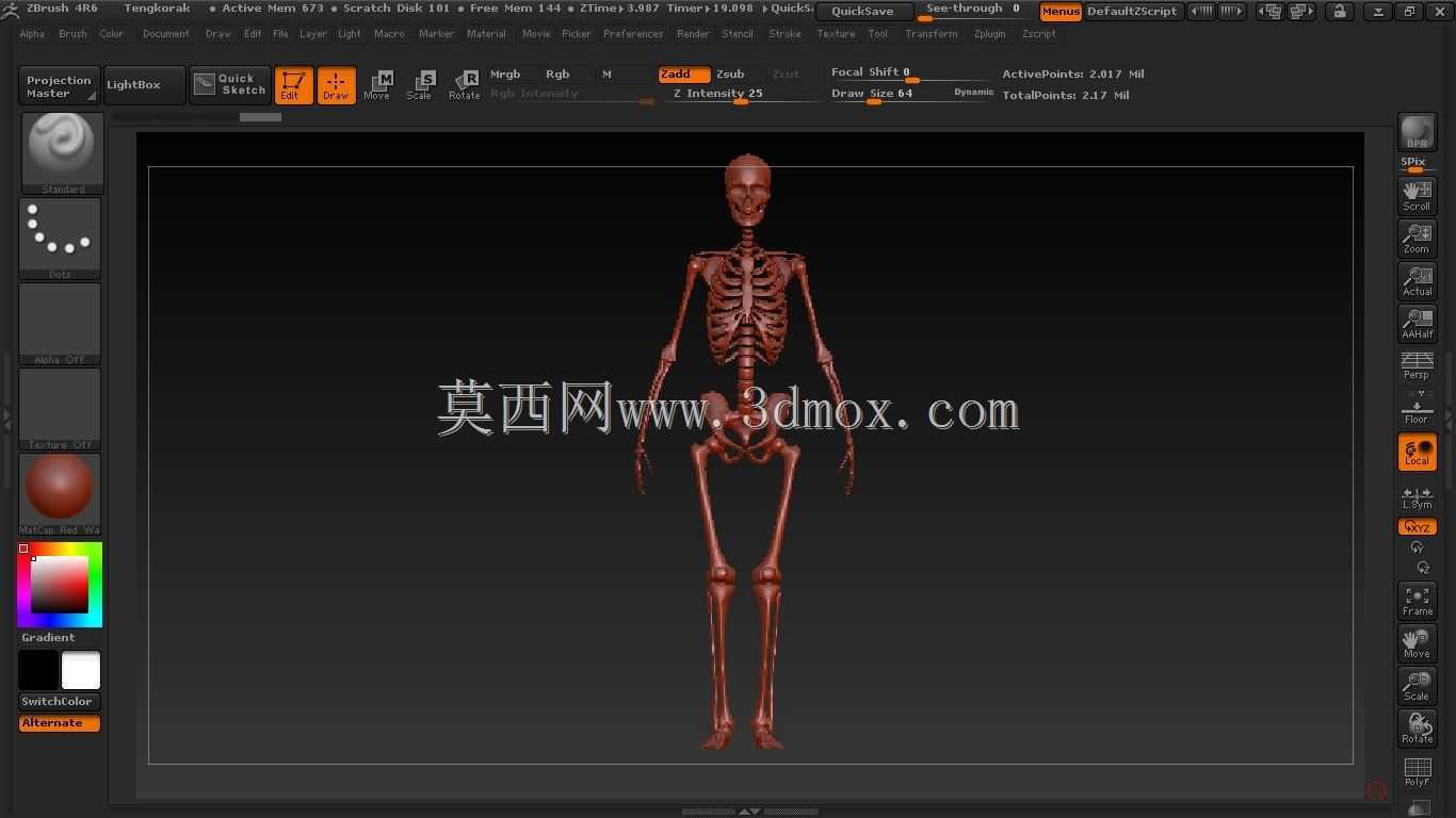人体骨骼