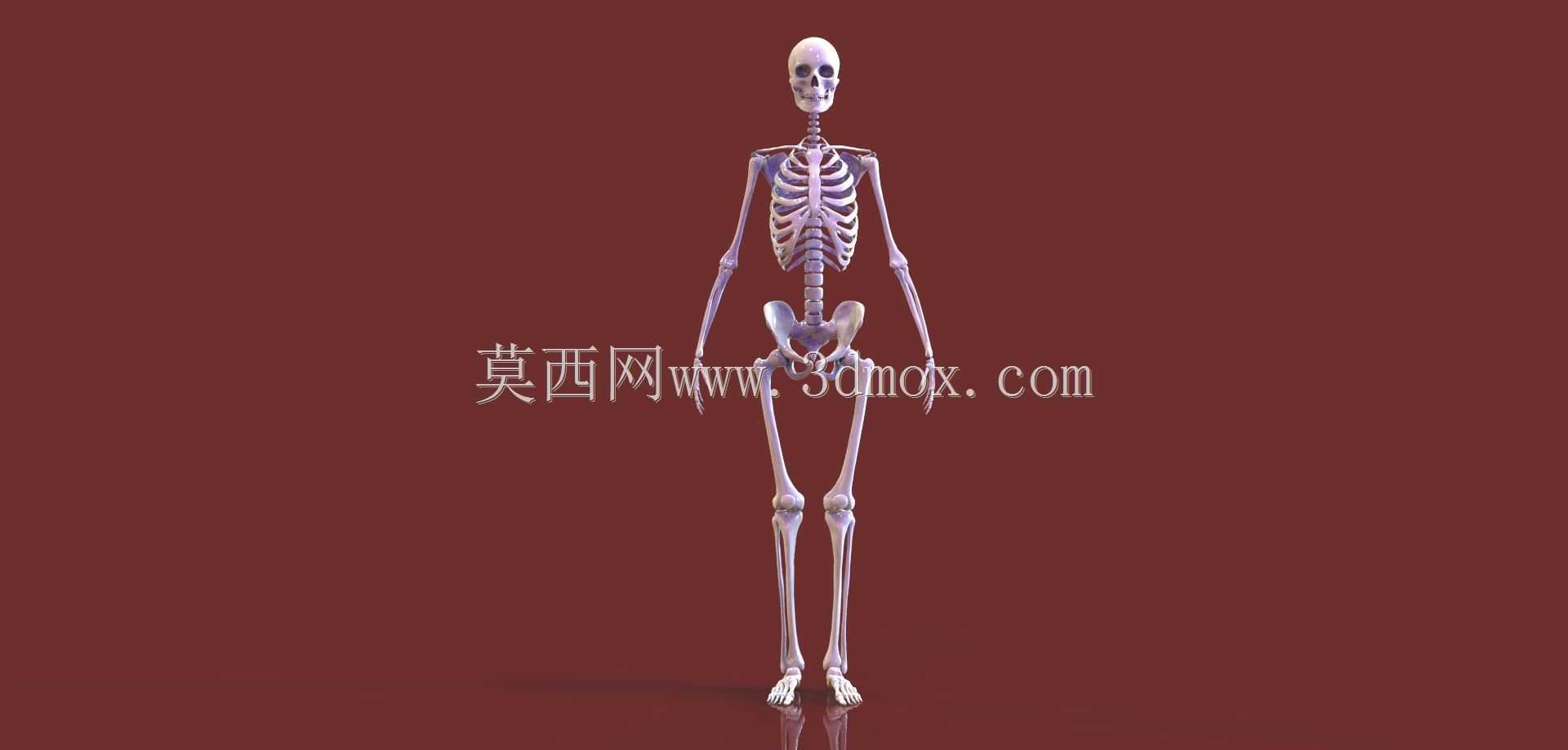 人体骨骼