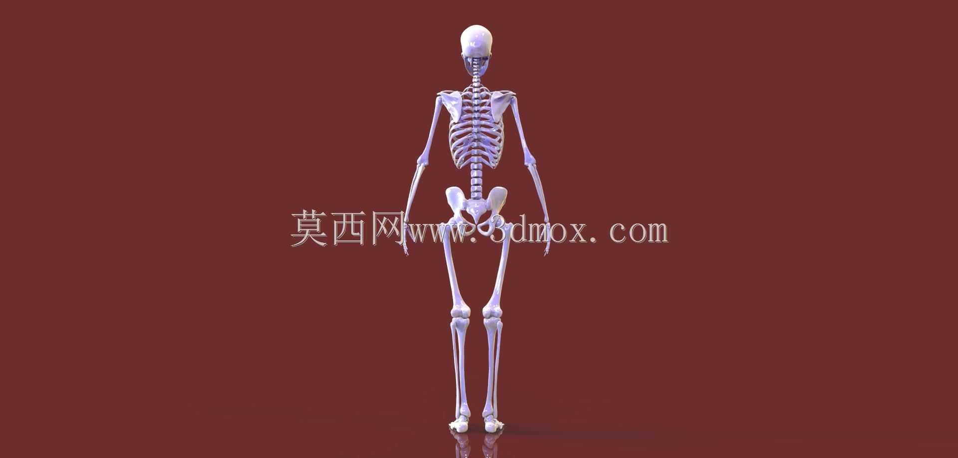 人体骨骼