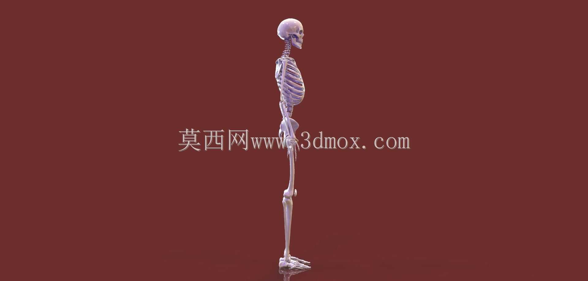 人体骨骼