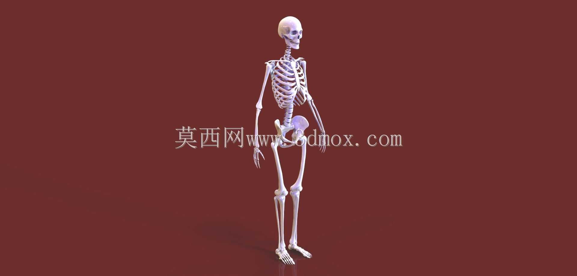 人体骨骼
