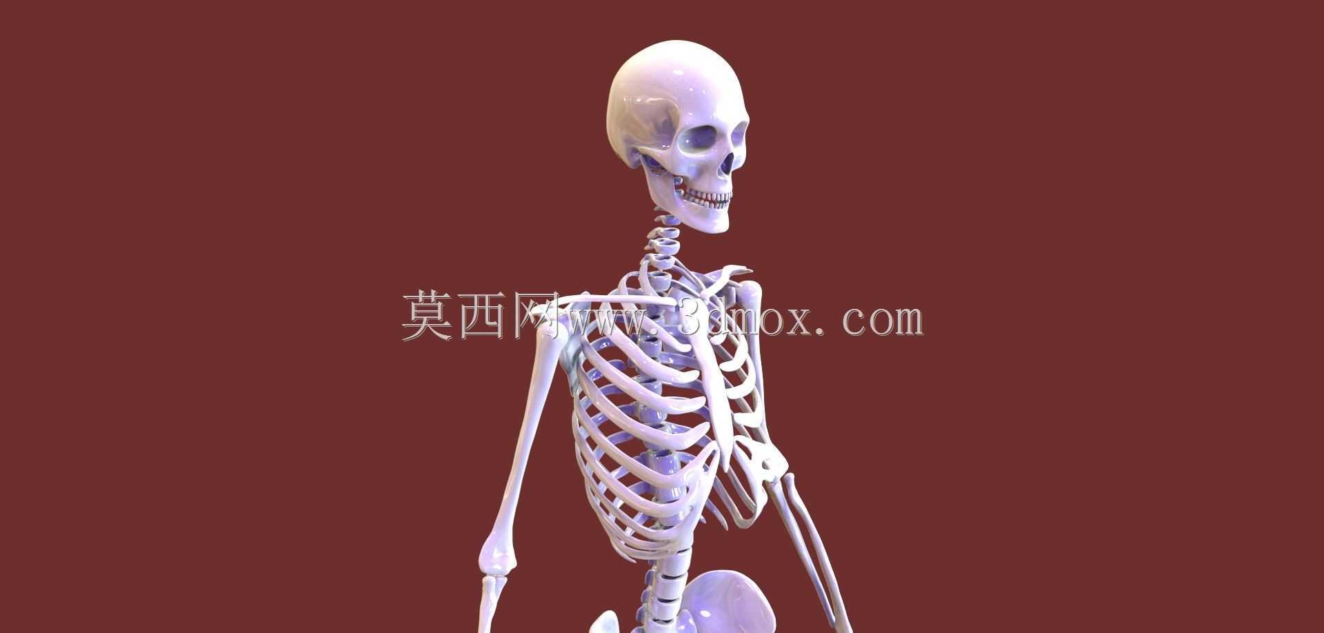 人体骨骼