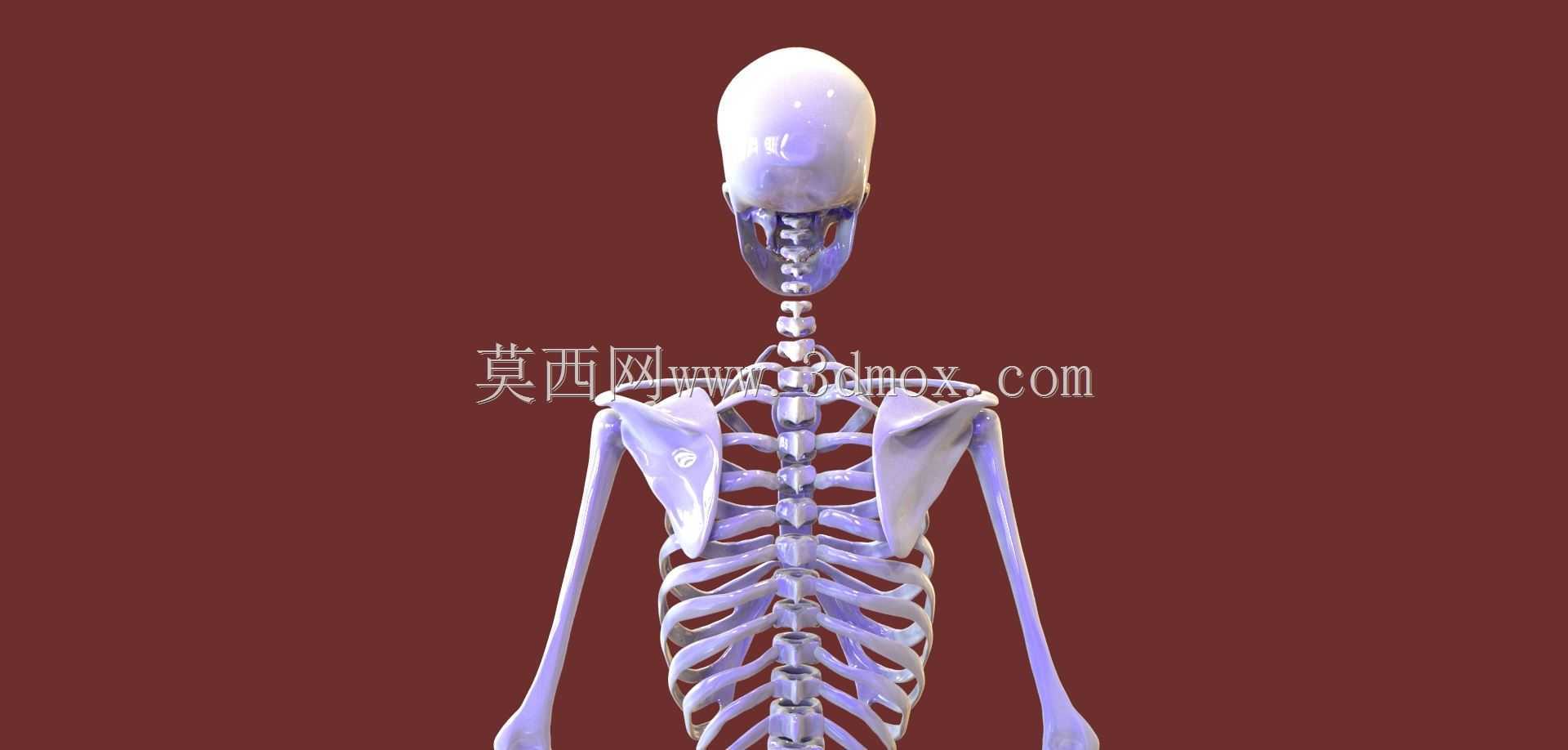 人体骨骼