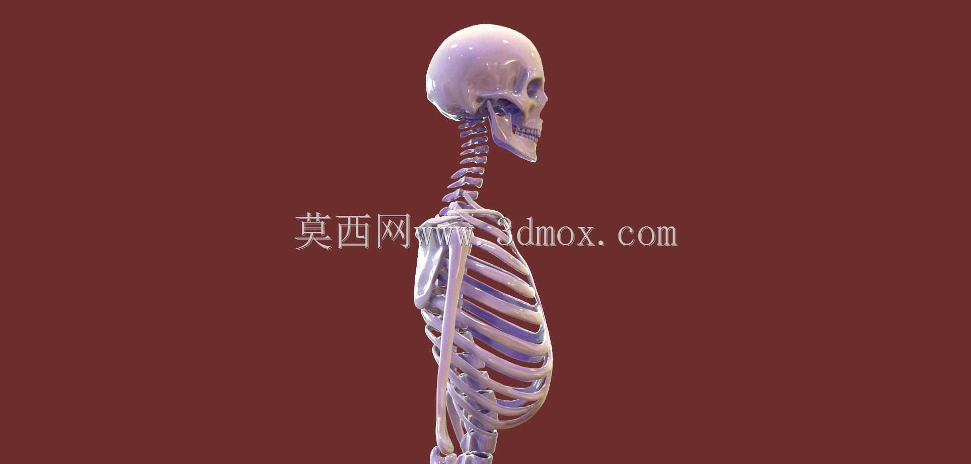 人体骨骼