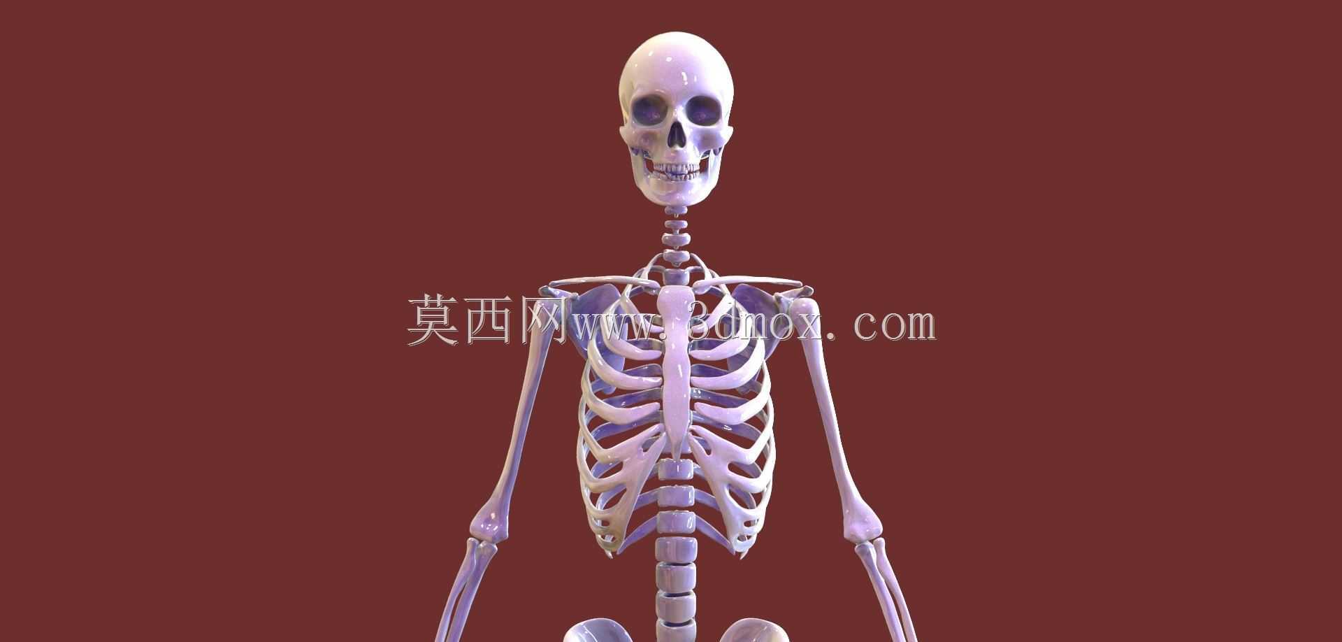 人体骨骼