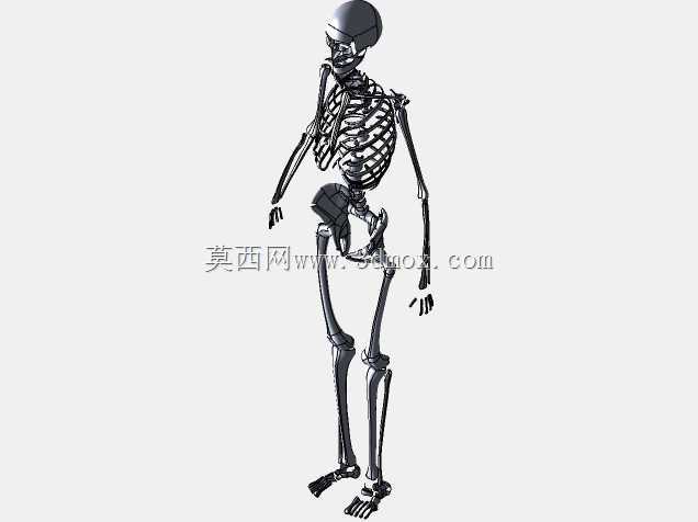 人体骨骼