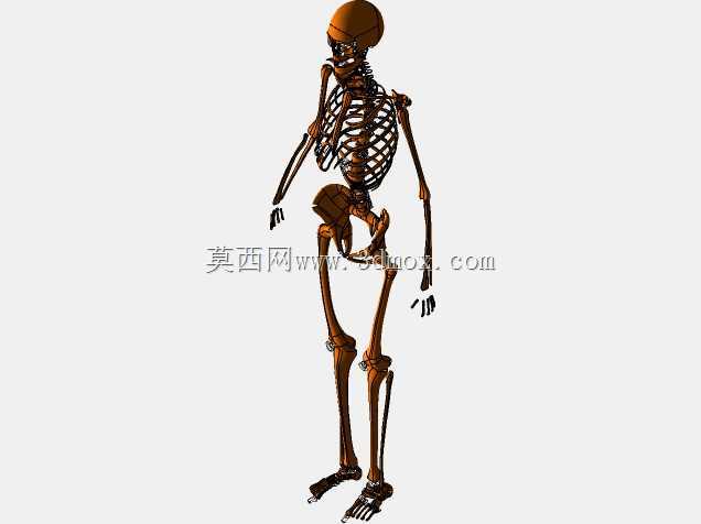 人体骨骼