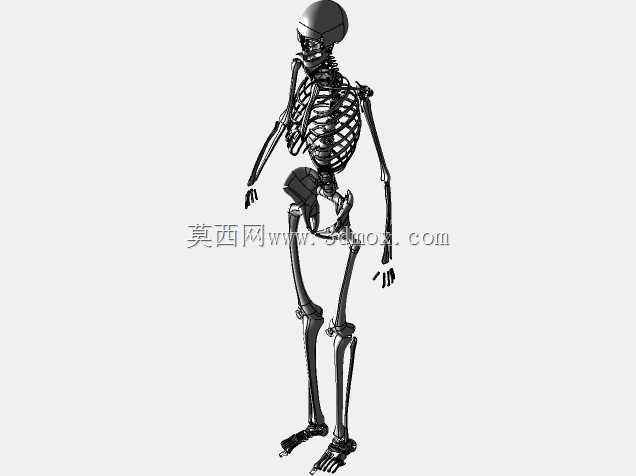 人体骨骼
