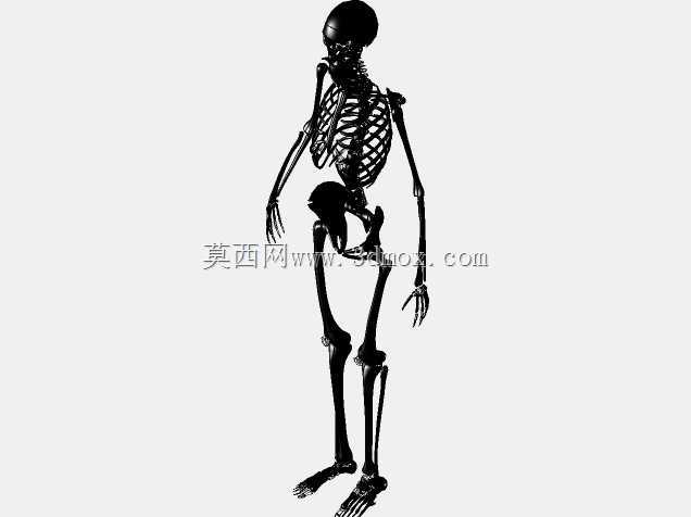 人体骨骼
