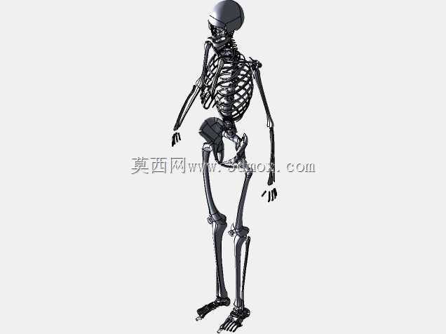 人体骨骼