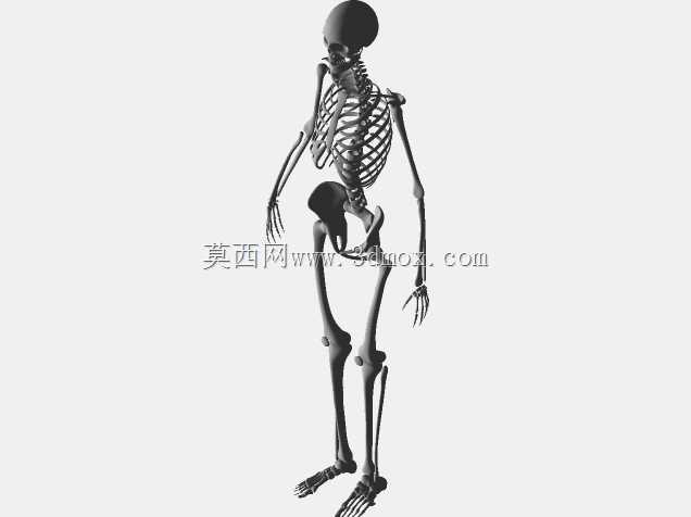 人体骨骼