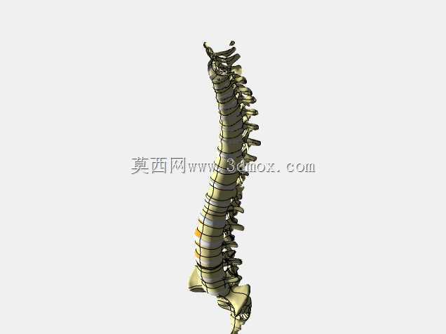 脊柱固定器