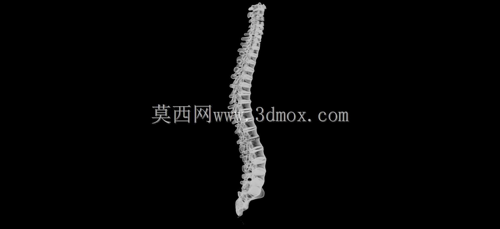 人体脊柱