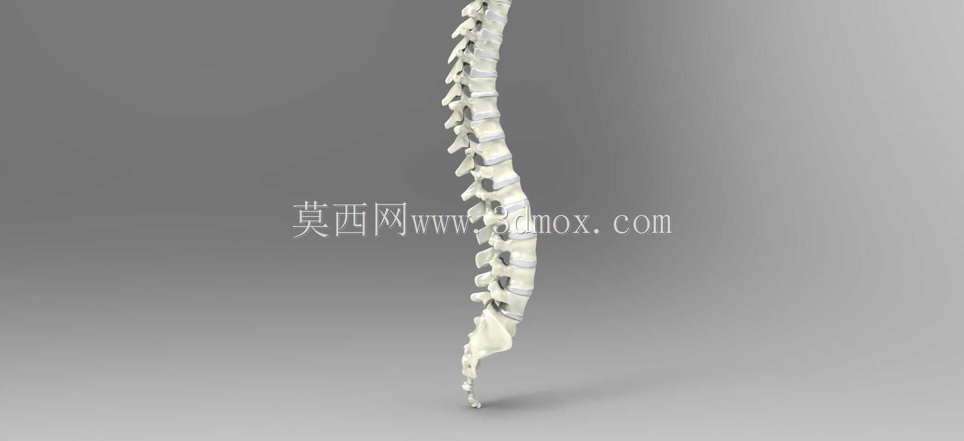 人体脊柱