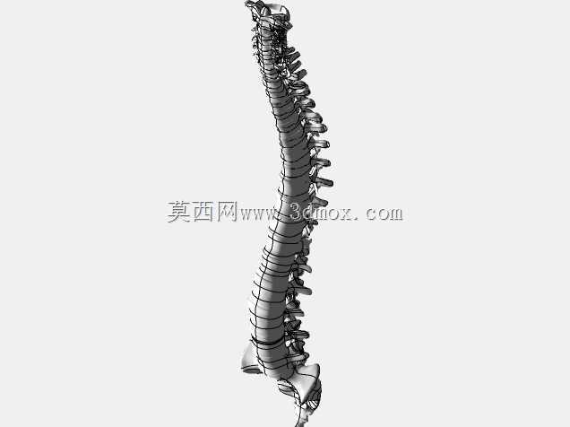 人体脊柱