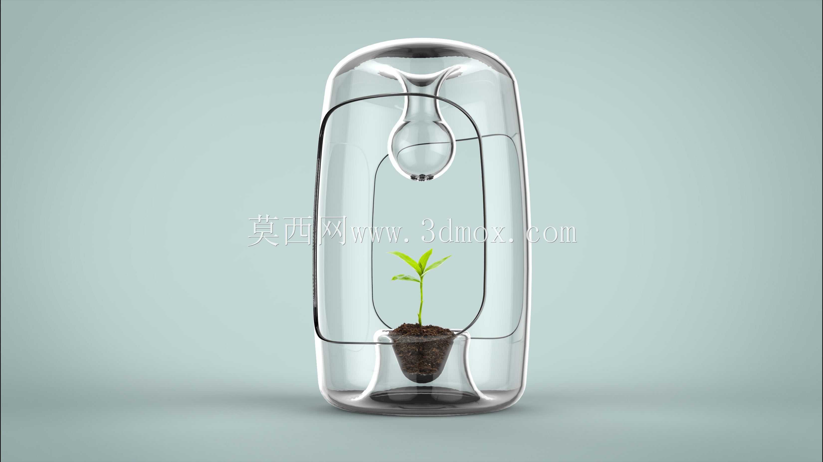生长荚果2