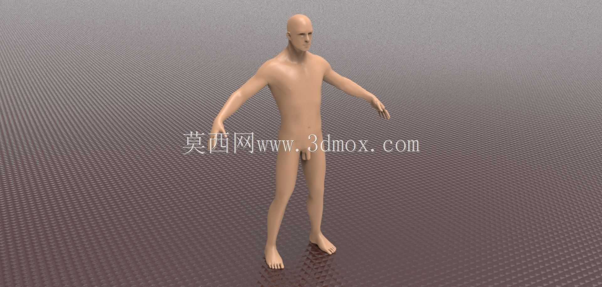 男性人体