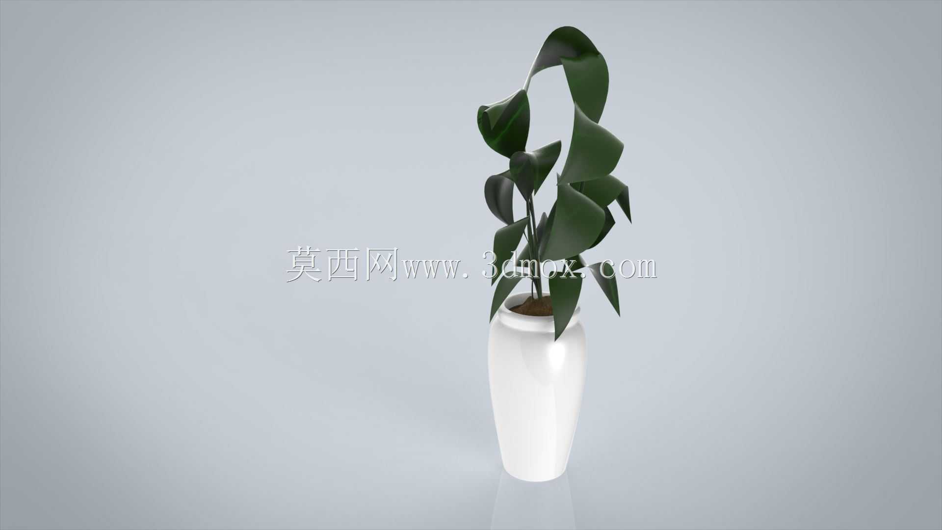 菲库斯室内植物和盆栽