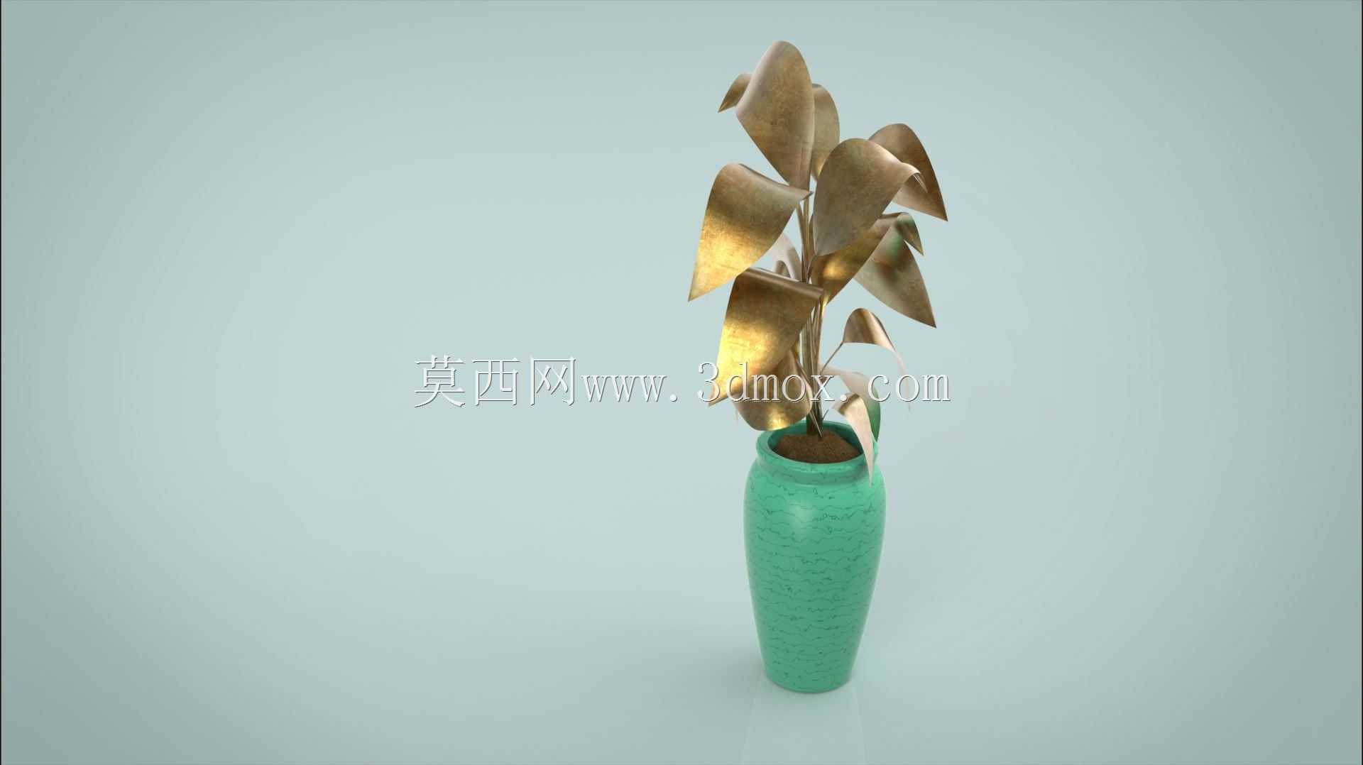 菲库斯室内植物和盆栽