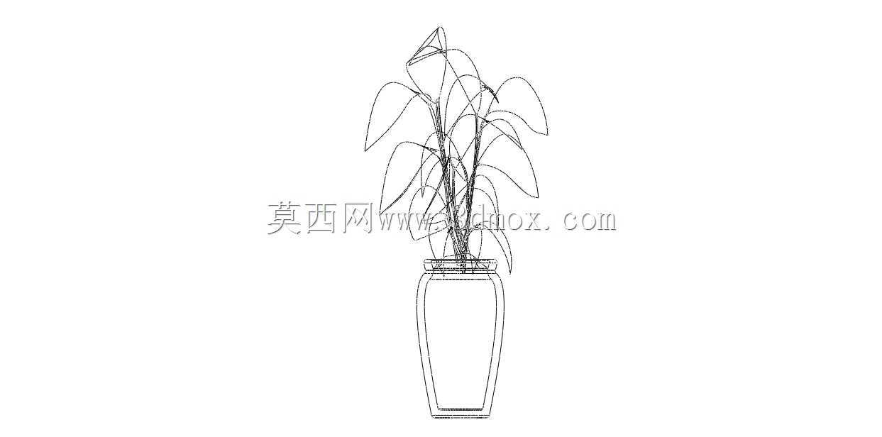 菲库斯室内植物和盆栽