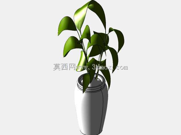 菲库斯室内植物和盆栽