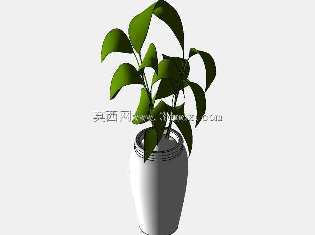 菲库斯室内植物和盆栽