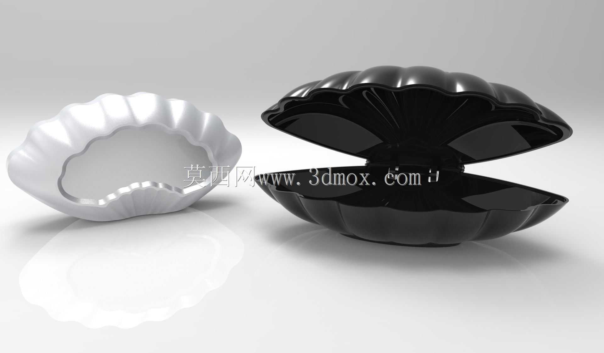 seashell������