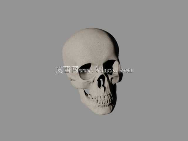 头骨1