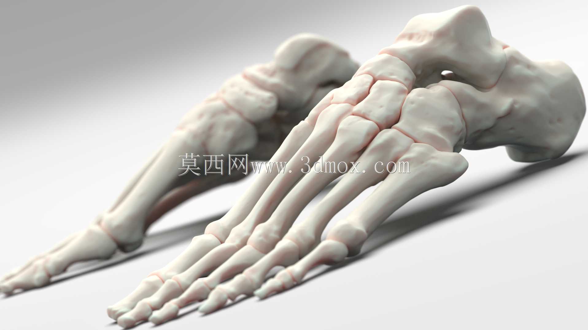 �������ѧV3-���ԣ��ձ�������ѧ�����岿��3d��Դ��