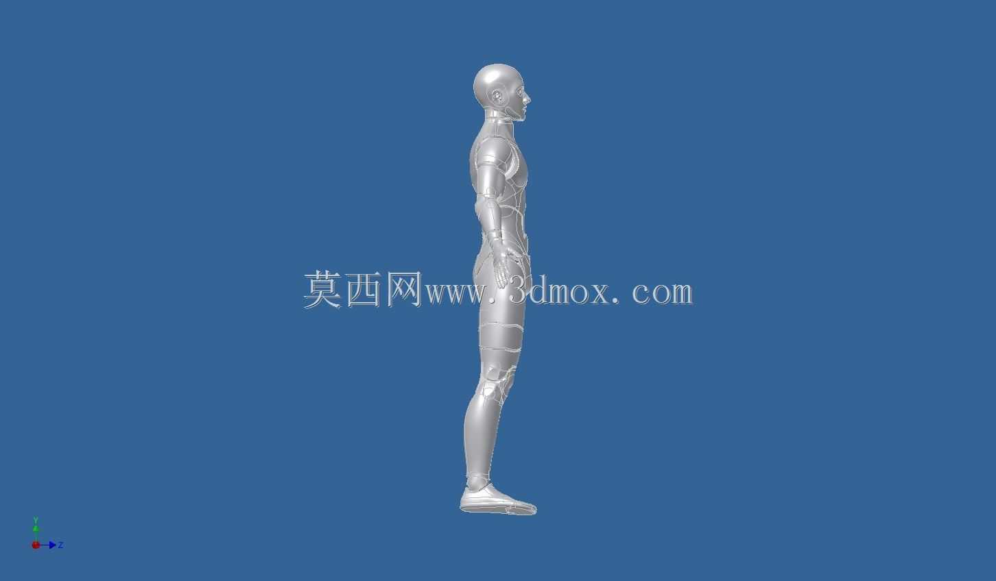 亚当人体模型