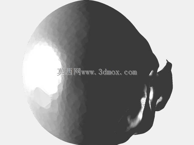 人类颅骨模型